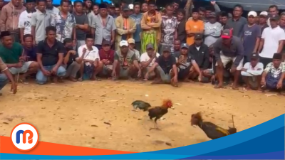 Sabung Ayam di Batuporo Sampang Diduga Kebal Hukum, Aparat Dinilai Tak Bertaji