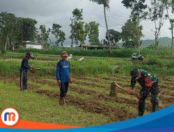 Babinsa Koramil Pakong Dampingi Petani Olah Lahan Persiapan Tanam Jagung