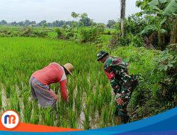 Babinsa Koramil Proppo Dampingi Petani Bersihkan Lahan Pertanian di Desa Pangtonggal