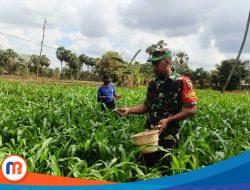 Babinsa Koramil Proppo Dampingi Pemupukan Jagung Warga Desa Candiburung