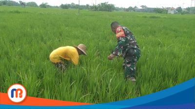 Serda Akhmad Nurdi Hamzah, membantu warga mencabut gulma dilahan padi warga