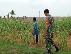 Babinsa Koramil Pasean Dampingi Petani Cek Kondisi Tanaman Jagung di Sana Tengah