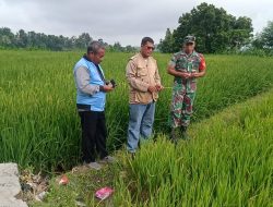 Babinsa Koramil Waru Bersama PPL Cek Tanaman Padi Petani di Tampojung Tengah