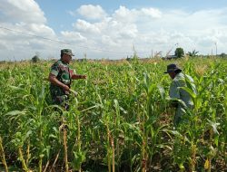 Babinsa Koramil Waru Dampingi Petani Bersihkan Gulma Tanaman Jagung di Tlonto Ares